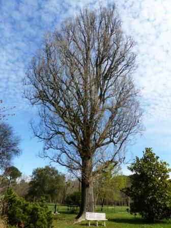 repas cadre champetre