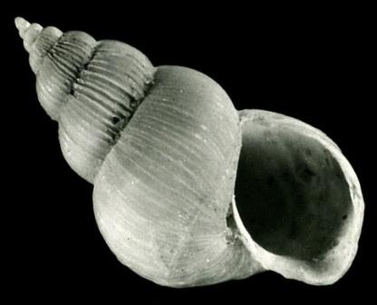 fossile epitonium rocheri fr